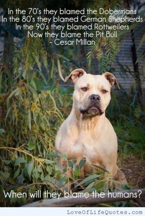 Cesar Milan quote on dogs and humans