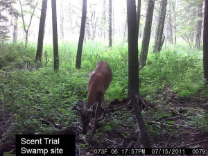 Thread: Homemade deer scent field trials