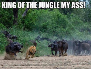 King-of-the-jungle-MEME-and-LOL.jpg