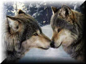 Wolves communicate with body language. Unlike dogs, they rarely bark ...