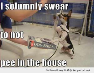 cute dog animal swear bible not pee house funny pics pictures pic ...