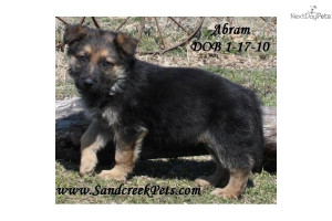 Beautiful German Shepherd