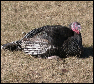 for Turkey Hunting Tips to keep you safe while turkey hunting.