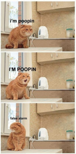 cat, false alarm, funny, lol, poop, so funny
