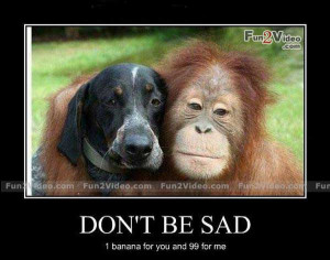 Don’t be sad funny monkey and dog