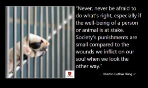 ... Quotes, Favorite Quotes, Animal Shelters Quotes, Animal Adoption