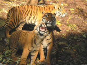 caspian tiger cubs tiger cub 270810 jpg