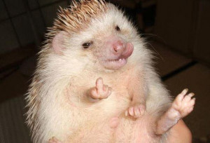 funny hedgehog - Image