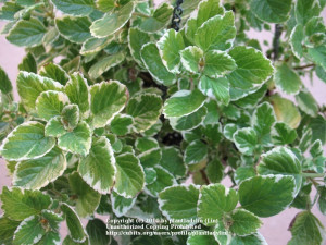 House Plants database : White Edged Swedish Ivy