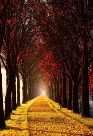 tree-lined, golden leafed path ... in autumn ...