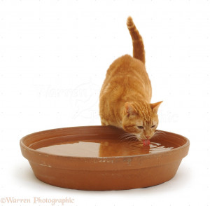 Cat Drinking From Water Bowl