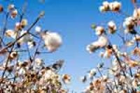 150px_cotton_row_defoliated_bolls_mature_040920_066
