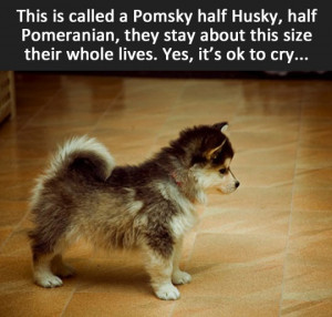 Dog Pomsky Pomeranian Husky