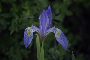 Then, if ever, come perfect days…