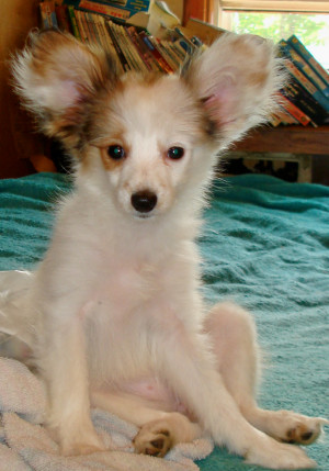 Meet My New Papillion Puppy!! Now Help me name her LOL (breeder, breed ...