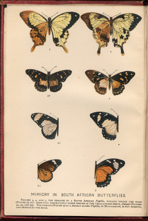 Description Mimicry in South African Butterflies - chromolithographic ...