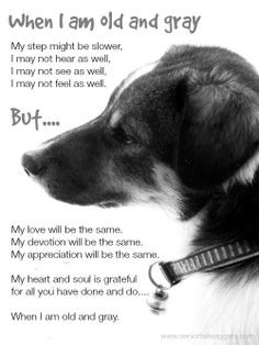 Old dogs love us just as strongly as the younger ones do..... and the ...