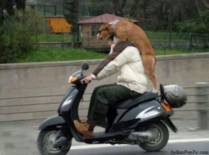 Dog Riding Man On Scooter Funny Picture – Pet Dog Funny Pic ...