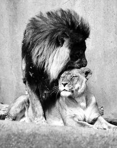 The King watches over his lioness- cares for her, protects her, loves ...