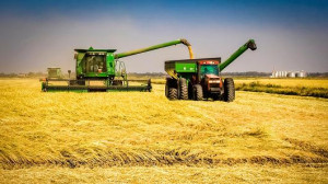 California rice farmer Drought may make us 39 quit 39