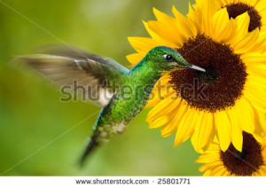 hummingbird feeding from sunflower - stock photo