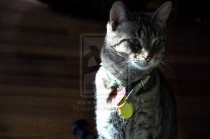 Maya My Kitty by hattiesky