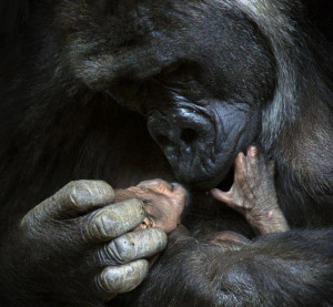 mother gorilla cuddles her newborn baby in photos which truly show ...