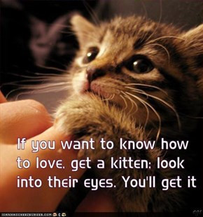Kitten Love You Quotes
