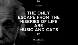 ... Quotes - The only escape from the miseries of life are music and cats