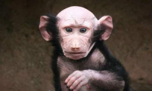 Oh god, why didn't you gave Bald head to all monkeys? it is very ...