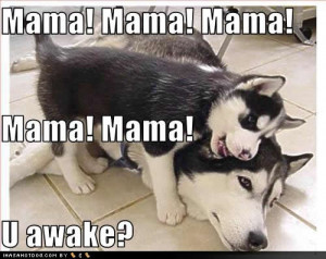 cute-puppies-pictures-mama-awake