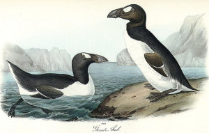 pictured are greatauks , Pinguinus impennis , extinct since themid ...