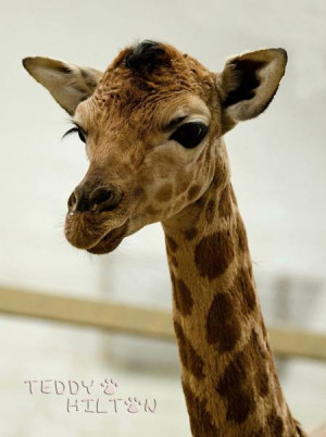 ... Zoo a brand new cutie baby giraffe was born on Valentine's Day