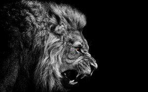 Full View and Download Lion Wallpaper 12 with resolution of 1920x1200 ...