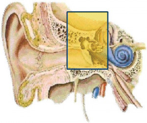 Types Hearing Loss Conductive
