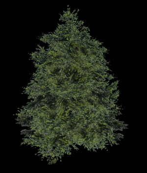 Pine Trees Mons Wikimedia