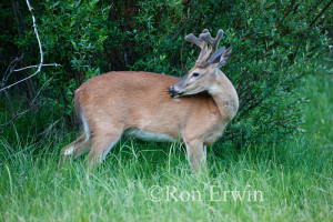 whitetail buck white tailed deer odocoileus virginianus buck ...
