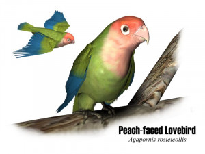 peach faced lovebird