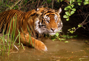 Critically Endangered Tiger Wades, Blissfully Unaware Of The Plight ...