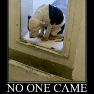 Sad Shelter Dog Poem A christmas shelter dog's poem