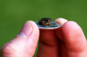 http://www.graphics99.com/tiny-toad-funny-frog-image/