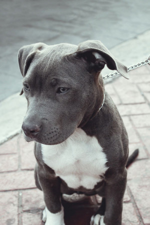 Grey Pit Bull