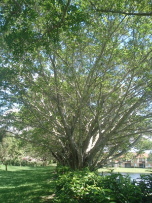 Beautiful oak trees in Plantation, FL.