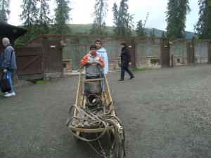 Riding Dog Sled Denali Park Image