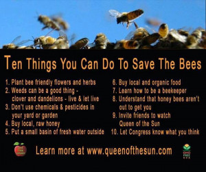 Save the Honey Bee - becoming a beekeeper is a little bit of a stretch ...