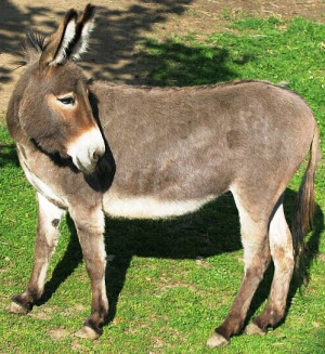 ... donkey has been named as a mayoral candidate in the Bulgarian city of