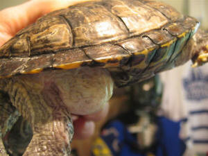 Thread: Red Eared Slider... possible bacterial infection?! *long*