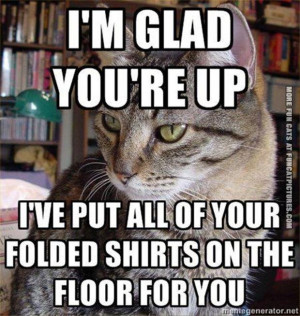 funny cat picture im glad youre up