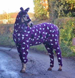 Horse wearing purple colour clothes looking very bold.