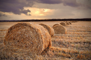 There are important differences between straw and hay. Photo courtesy ...